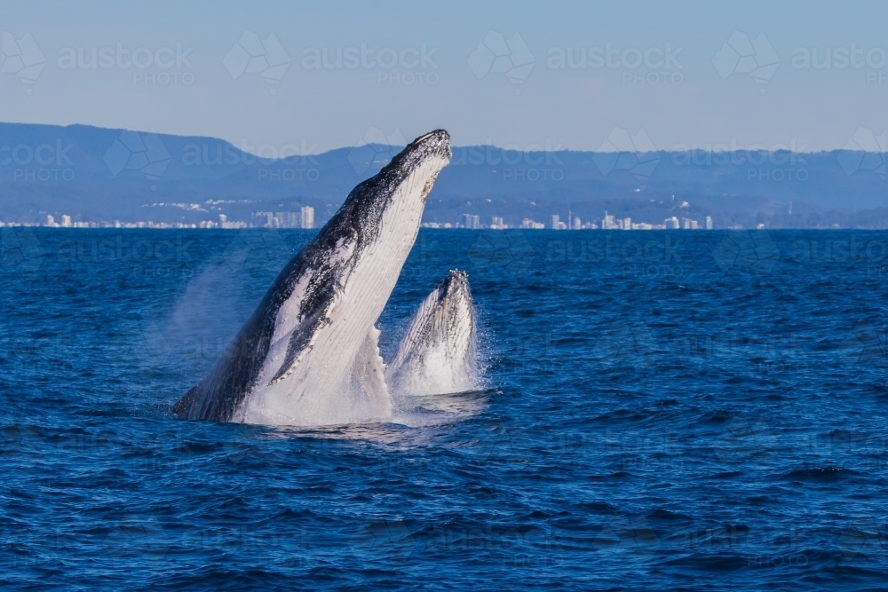 A Humpback calf learning to breach by copying mum - Australian Stock Image
