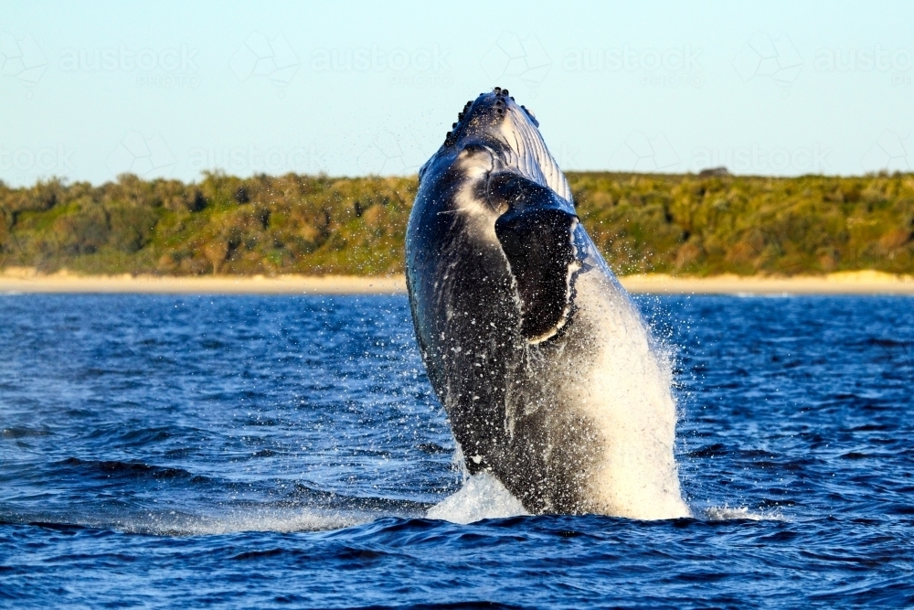 A humpback whale breaches and splashes off Brooms head on the NSW coast - Australian Stock Image