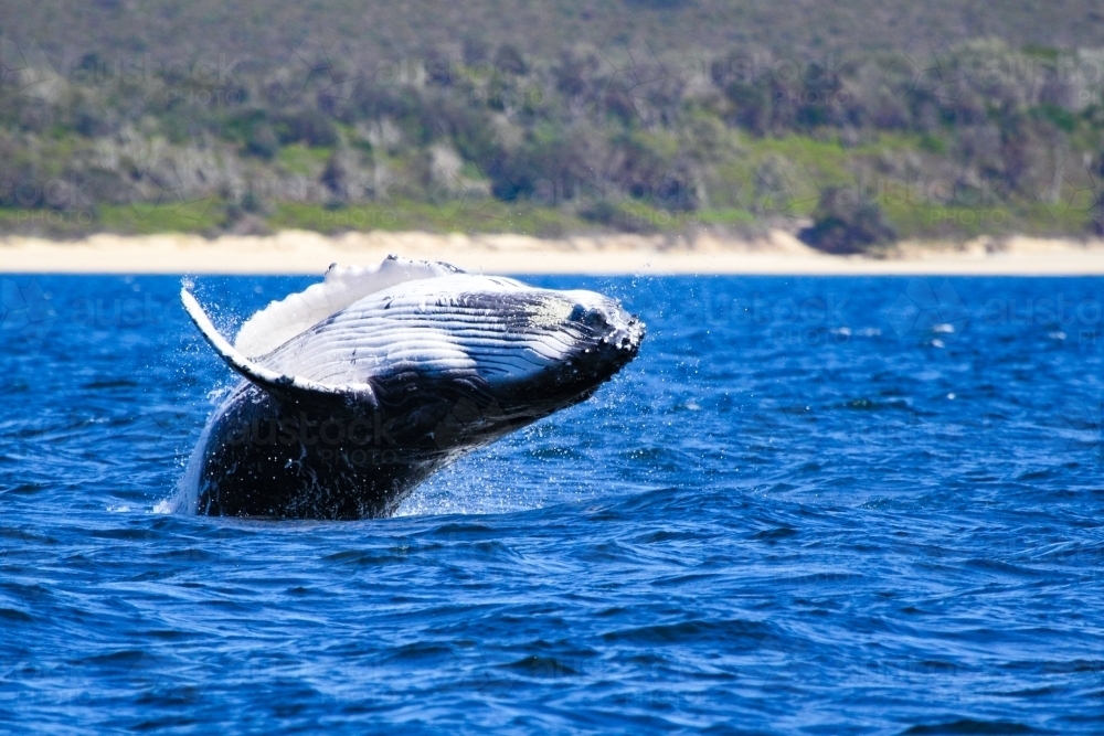 A humpback whale breaches and splashes off Brooms Head on the NSW coast - Australian Stock Image