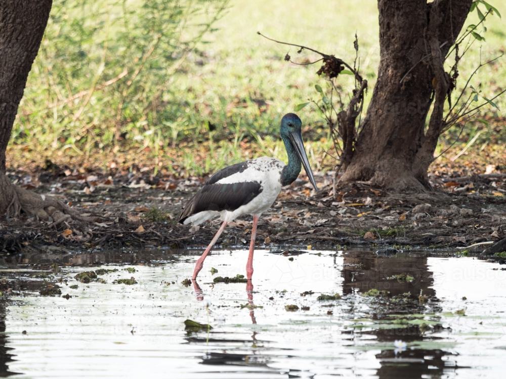A jabiru (Ephippiorhynchus asiaticus) standing in a billabong in Kakadu National Park - Australian Stock Image