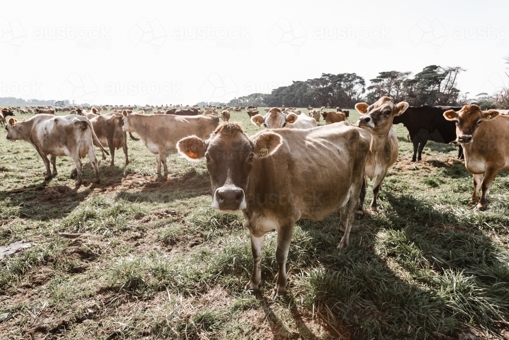 A jersey cow on a dairy farm with other cows in the foreground - Australian Stock Image