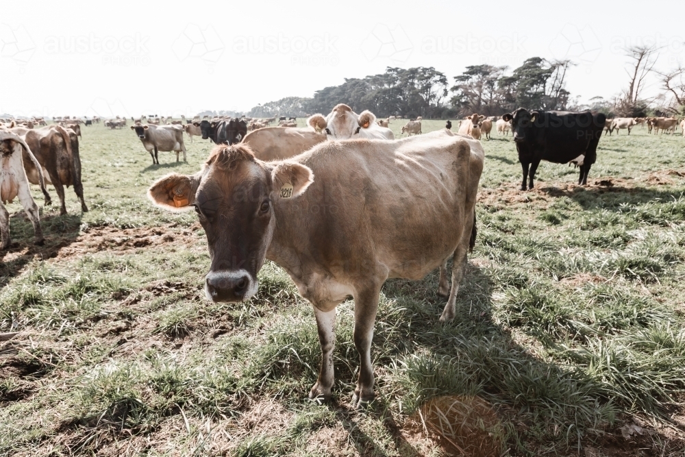 A jersey cow on a dairy farm with other cows in the foreground - Australian Stock Image
