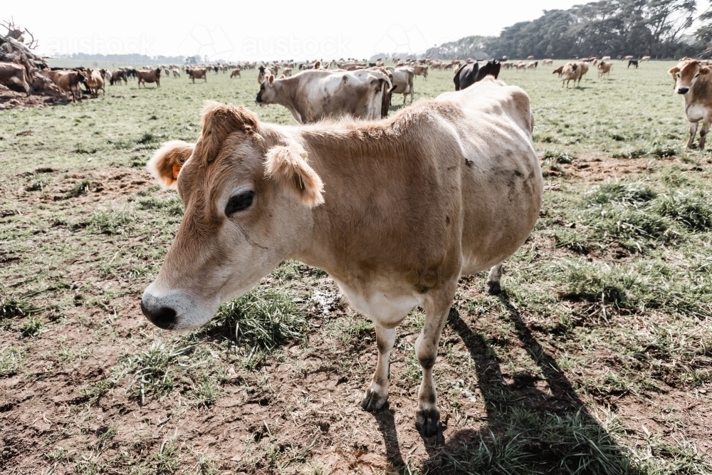 A jersey cow on a dairy farm with other cows in the foreground - Australian Stock Image