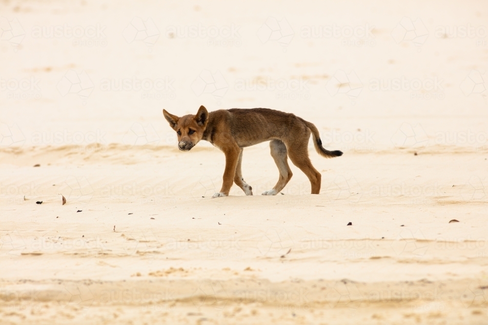 A juvenile dingo walking along the sandy beach of Fraser Island - Australian Stock Image