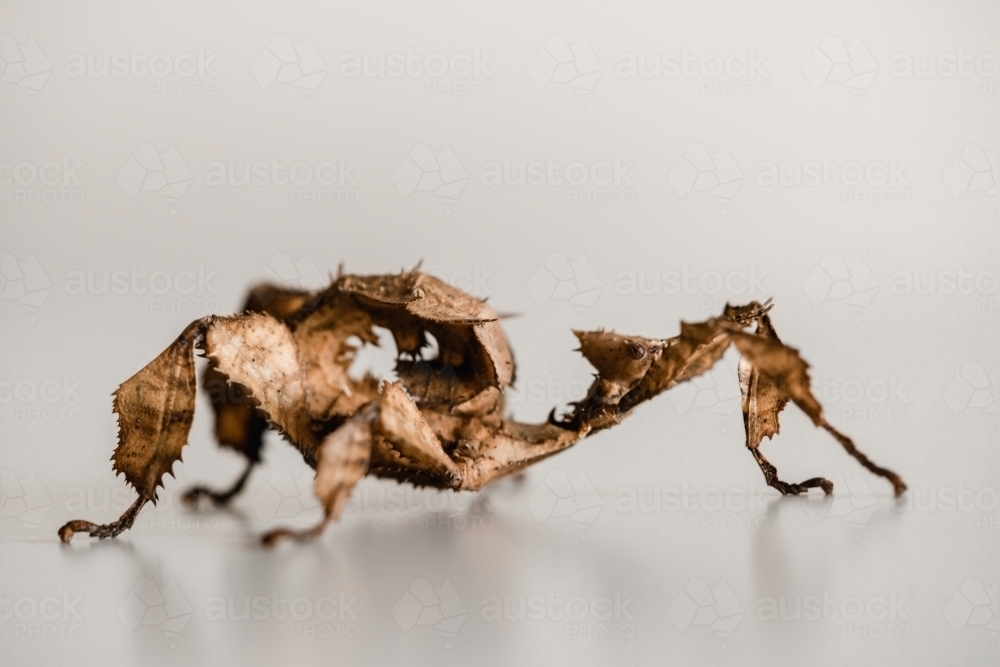 A juvenile female Australian spiny leaf insect, Extatosoma tiaratum - Australian Stock Image