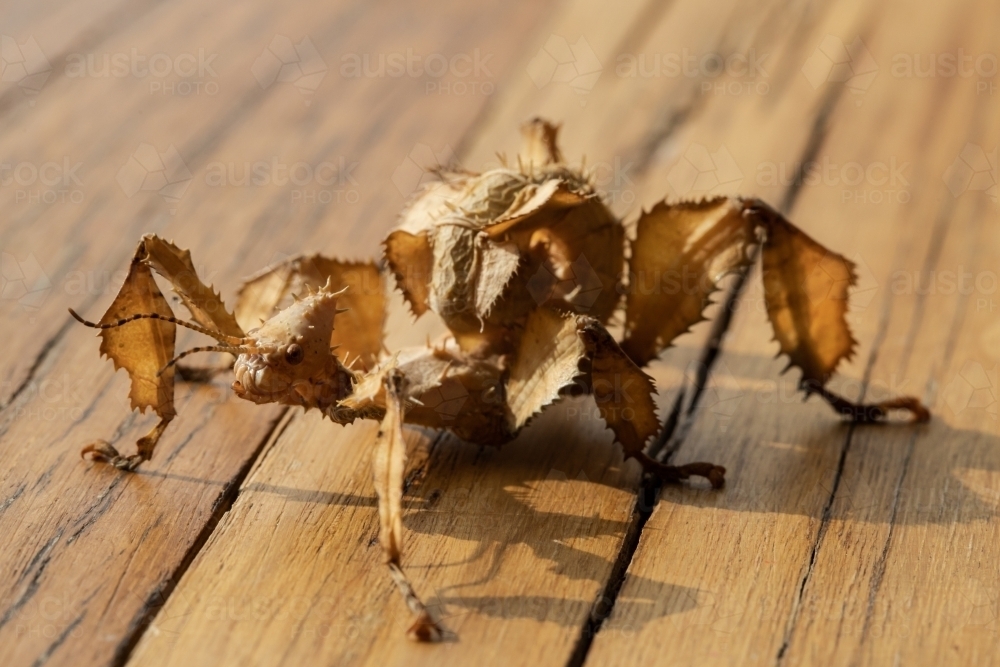 Image of A juvenile female Australian spiny leaf insect, Extatosoma