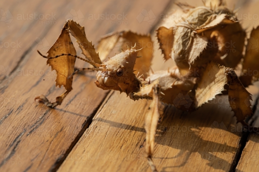 Image of A juvenile female Australian spiny leaf insect, Extatosoma tiaratum Austockphoto Image of A juvenile female Australian spiny leaf insect, Extatosoma tiaratum Austockphoto