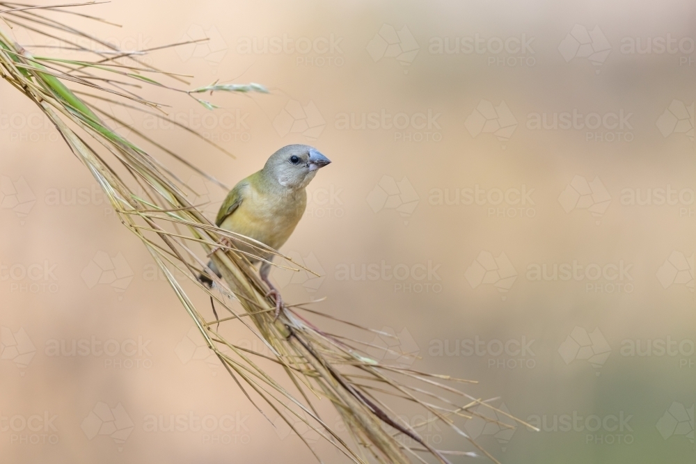A juvenile gouldian finch perched on a stem of grass - Australian Stock Image