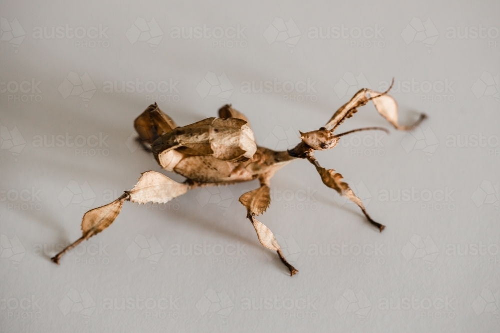 Spint Insect Image of A juvenile male Australian spiny leaf insect, Extatosoma ...