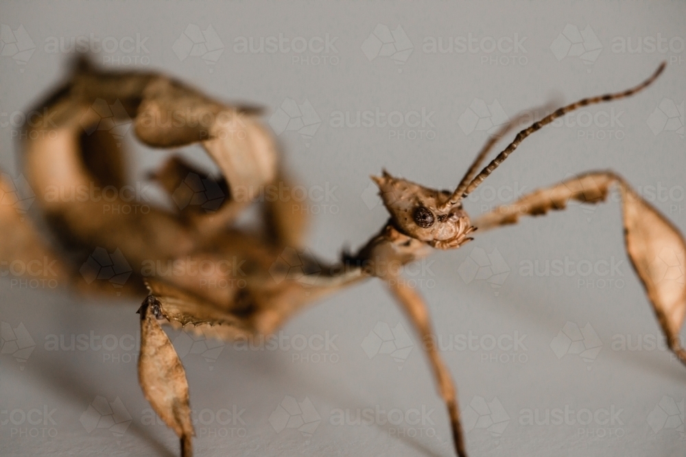 A juvenile male Australian spiny leaf insect, Extatosoma tiaratum - Australian Stock Image