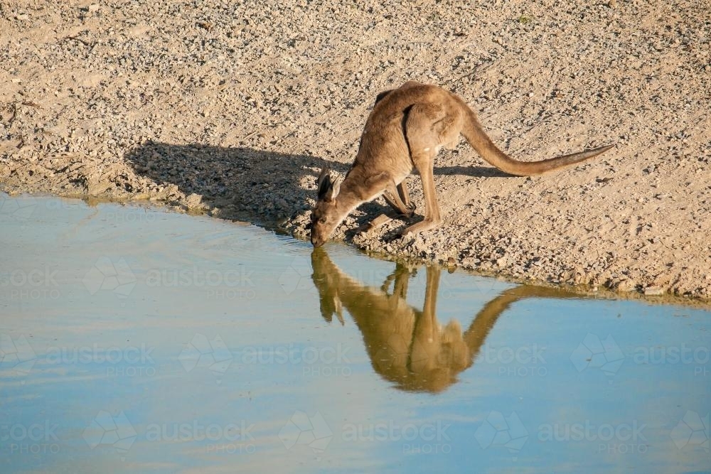 A kangaroo drinking at a waterhole - Australian Stock Image
