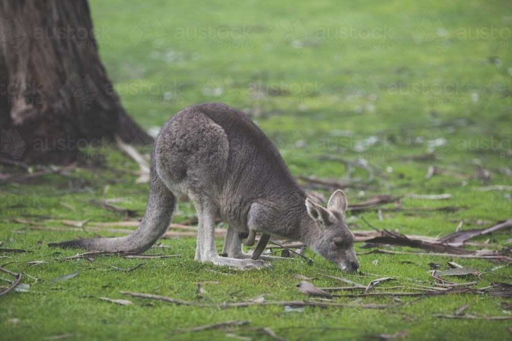 A kangaroo foraging on the grass - Australian Stock Image