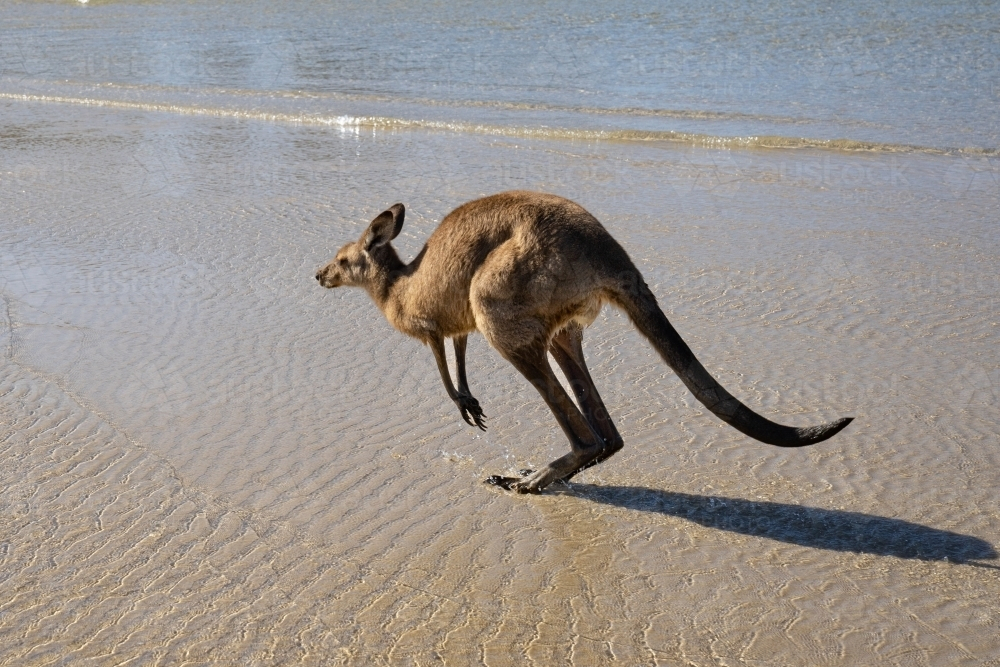 A kangaroo hopping through shallow ocean water near the shore - Australian Stock Image