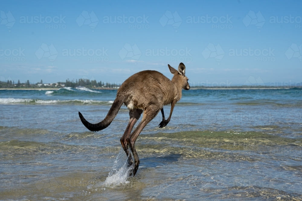 A kangaroo hopping through shallow ocean water near the shore - Australian Stock Image