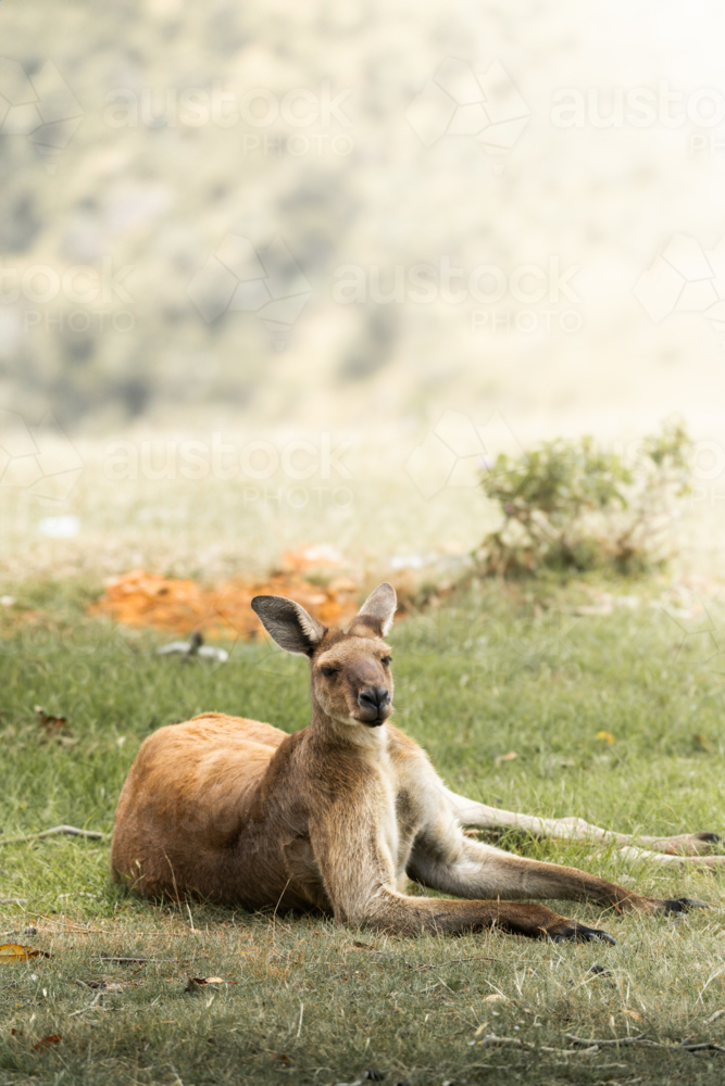 A kangaroo in Deep Creek, South Australia - Australian Stock Image