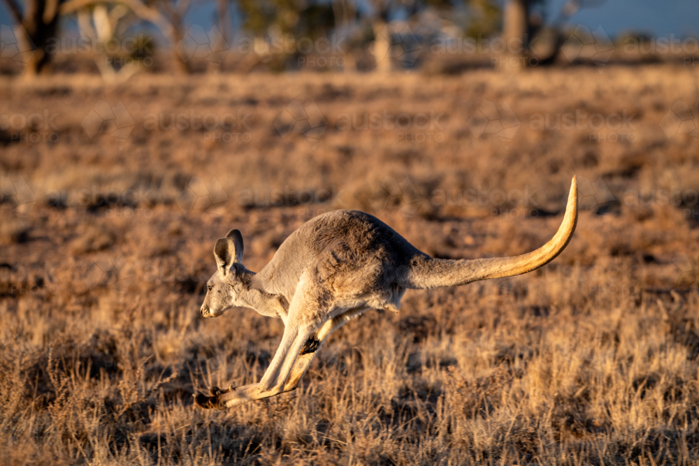 A kangaroo leaps mid-air through dry outback scrubland in warm golden light - Australian Stock Image