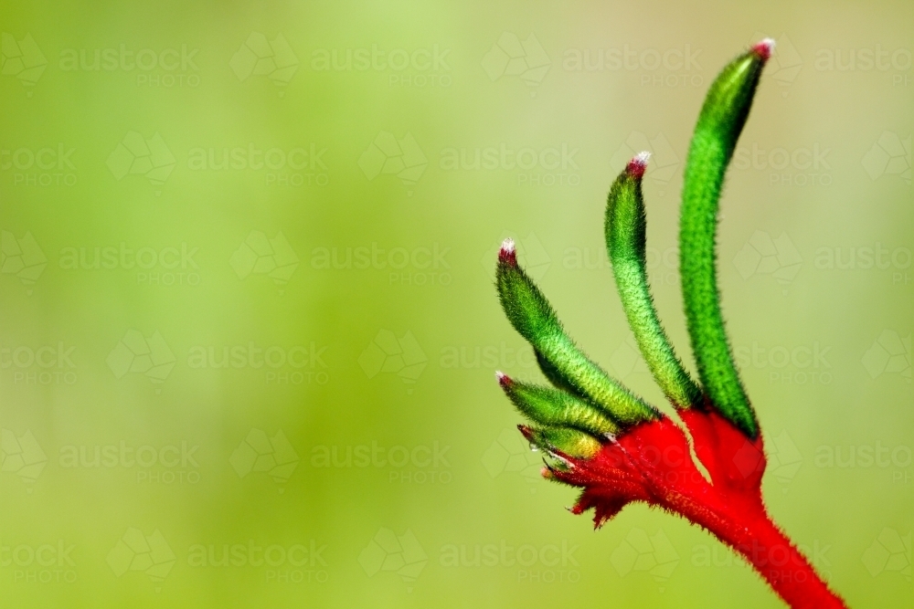 A Kangaroo Paw flower - an iconic wildflower plant of Western Australia - Australian Stock Image