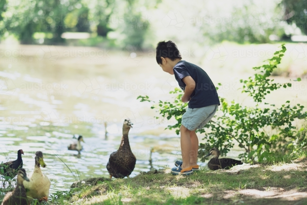 a kid feeding the ducks at a pond in the Riverina - Australian Stock Image