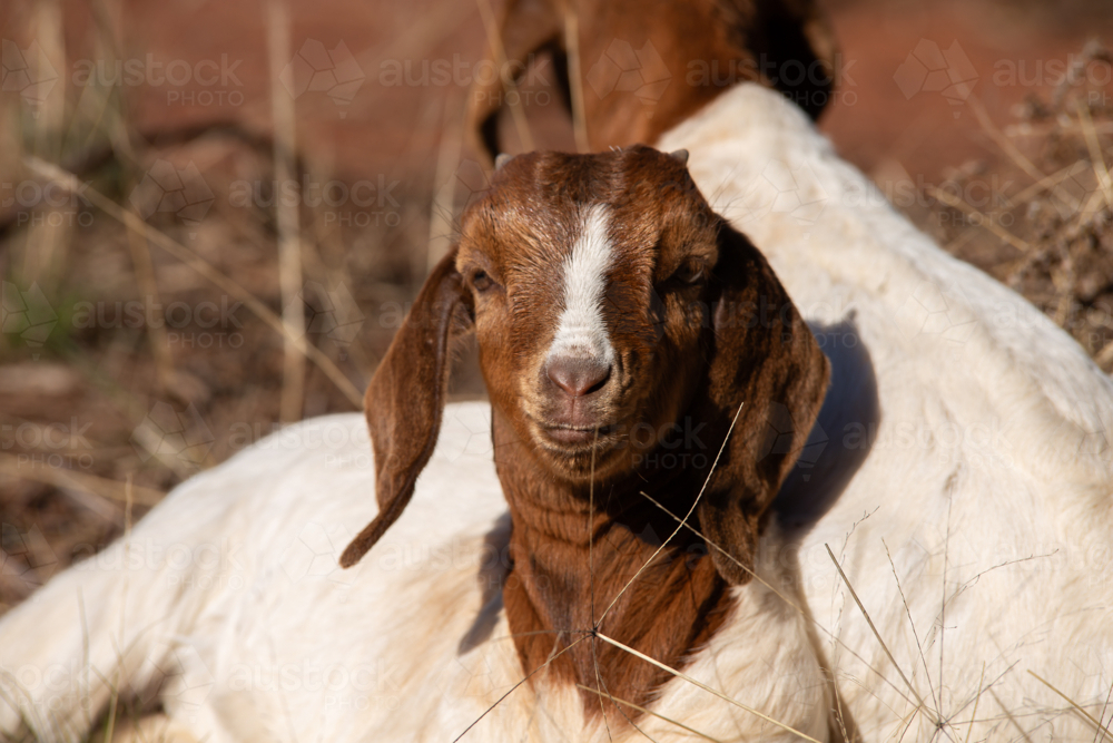 A kid goat sitting in the sun - Australian Stock Image