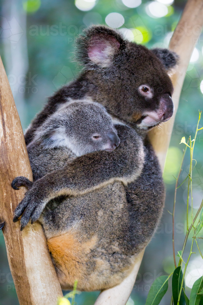 A koala and it's joey sit in a tree in far nth Queensland, Australia - Australian Stock Image