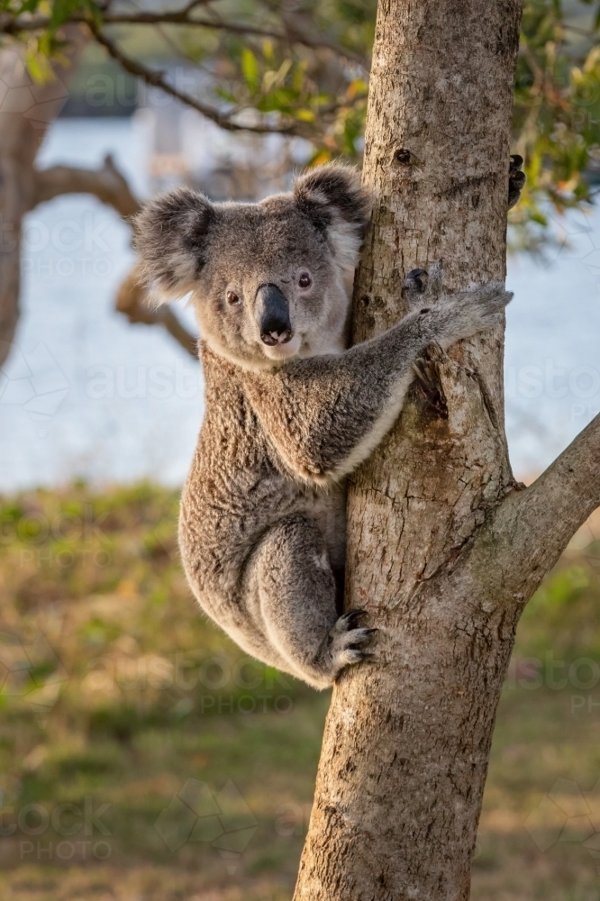 A koala at eye-level on a tree trunk in a park with the ocean in the background - Australian Stock Image