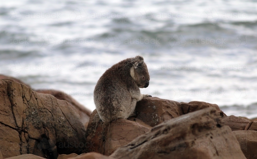 A koala on sitting on rocks by the ocean - Australian Stock Image
