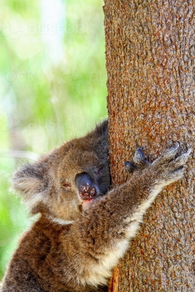 A koala, Phascolarctos cinereus, napping in eucalyptus tree - Australian Stock Image