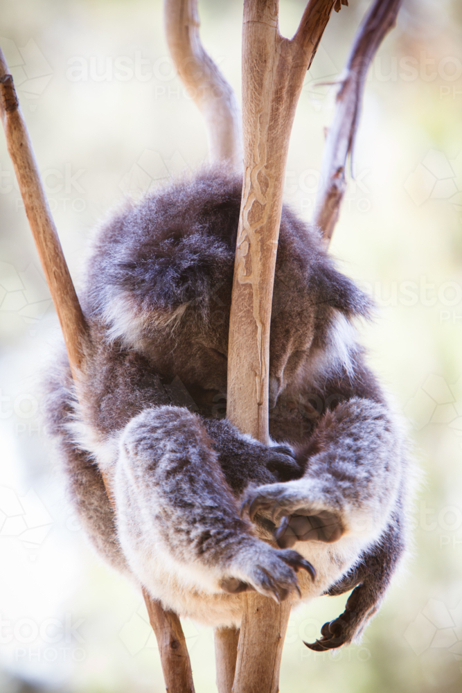 A koala sleeps during a hot summer's day in Melbourne, Australia - Australian Stock Image