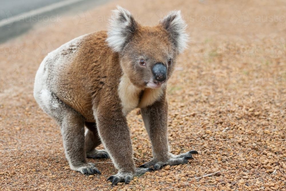 A koala walking on the roadside - Australian Stock Image