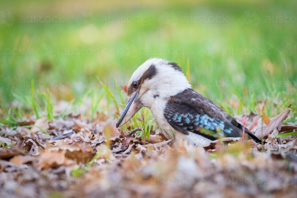 A kookaburra fossicking through leaf litter on the ground - Australian Stock Image
