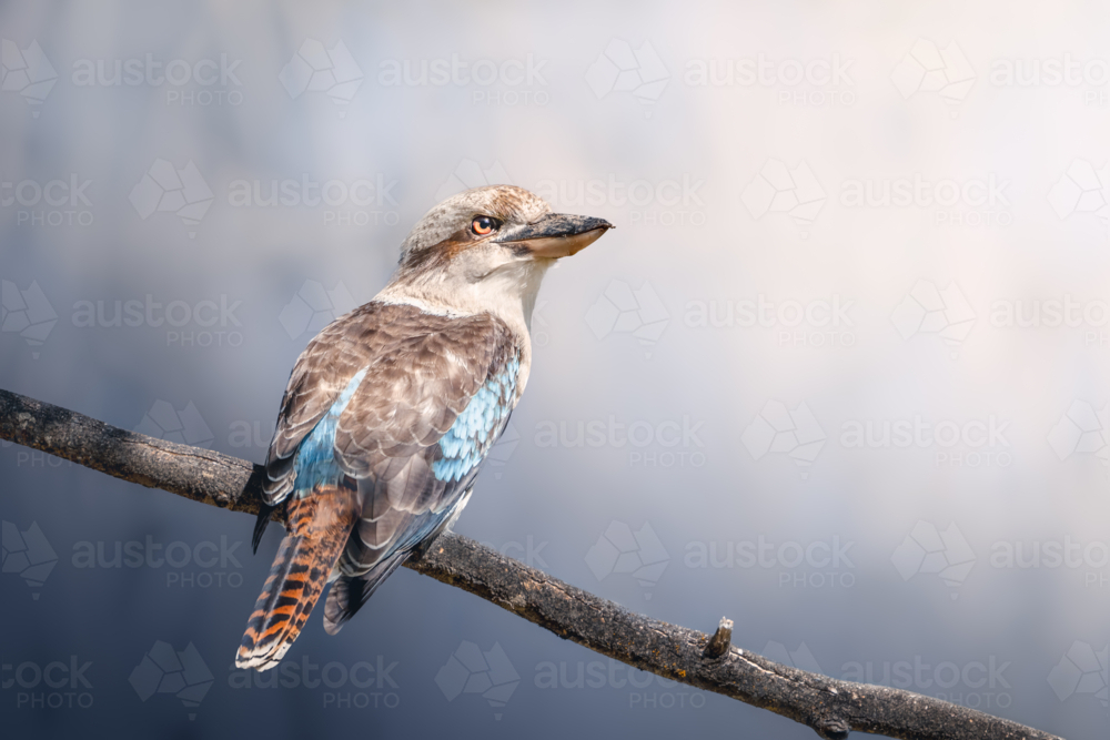 A kookaburra in the Adelaide Hills, South Australia - Australian Stock Image
