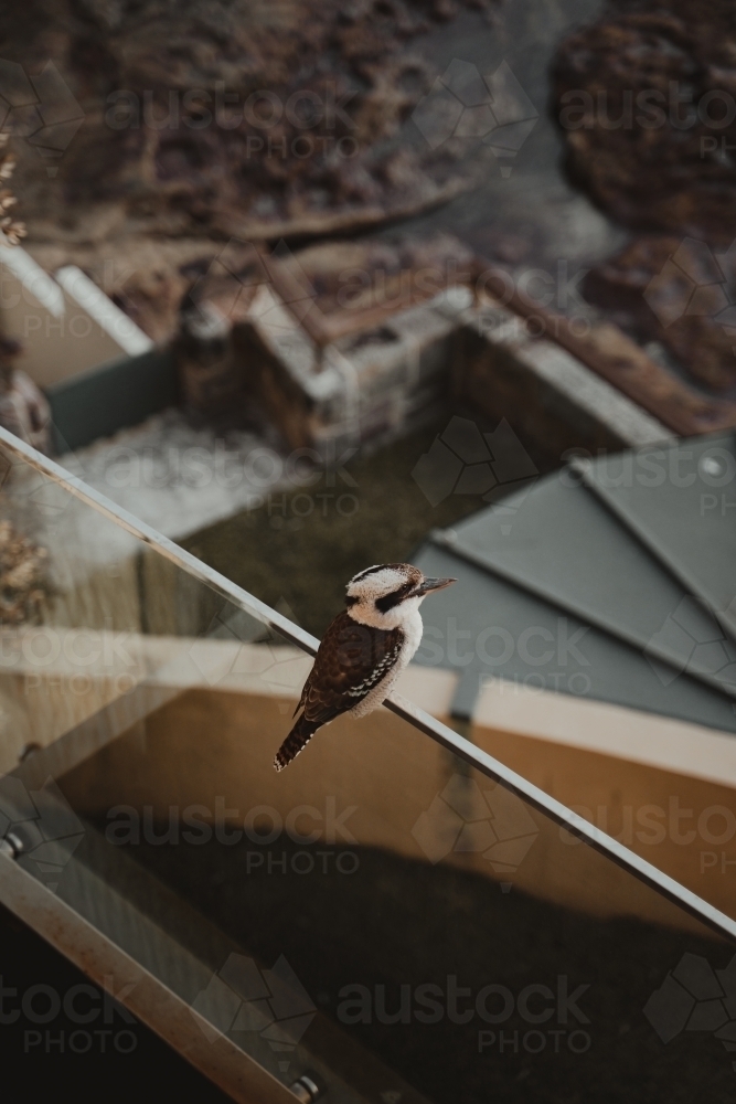 A Kookaburra sitting on a balcony railing. - Australian Stock Image