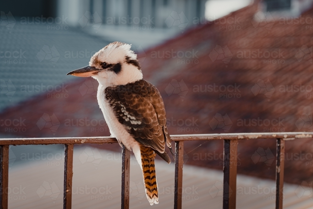 A Kookaburra sitting on a balcony railing in the afternoon sun. - Australian Stock Image