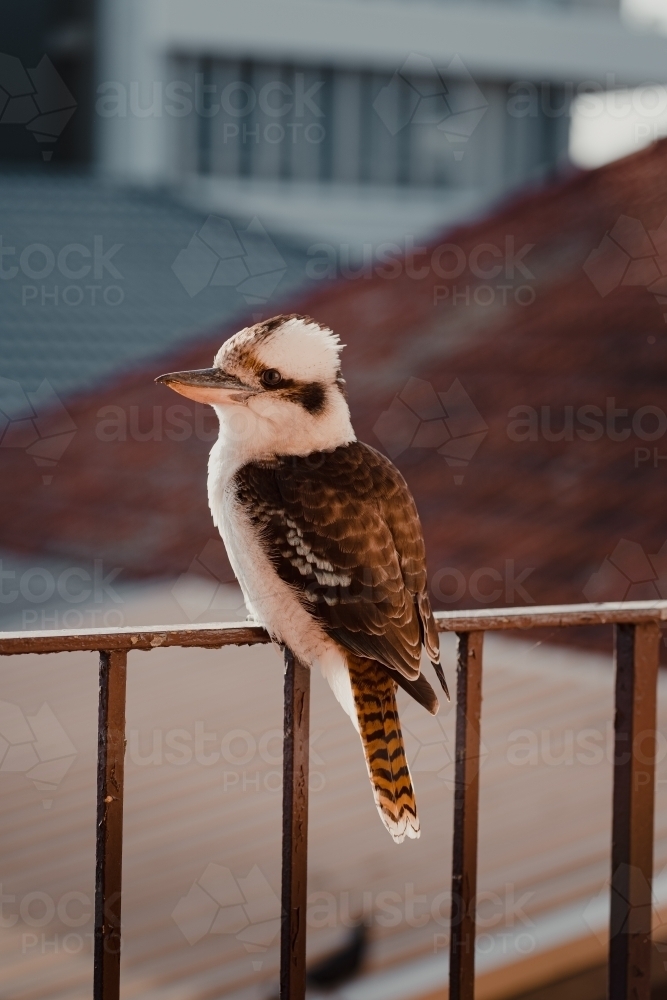 A Kookaburra sitting on a balcony railing in the afternoon sun. - Australian Stock Image