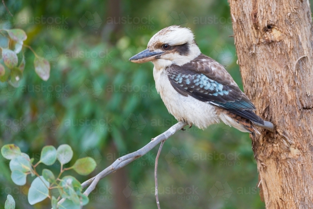 A kookaburra sitting on the branch of a gum tree - Australian Stock Image