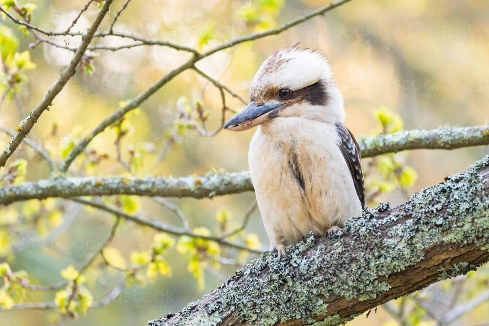 A kookaburra sitting on the branch of a tree - Australian Stock Image
