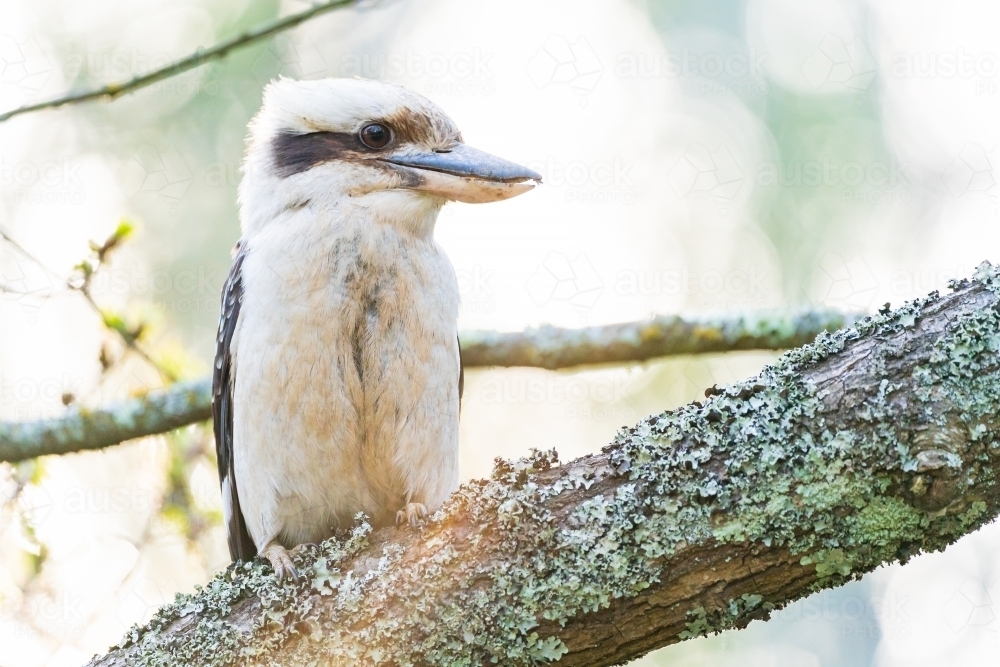 A kookaburra sitting on the branch of a tree - Australian Stock Image