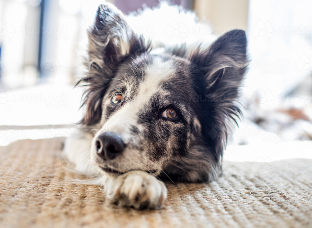 A koolie dog lying on the floor with head on paw - Australian Stock Image