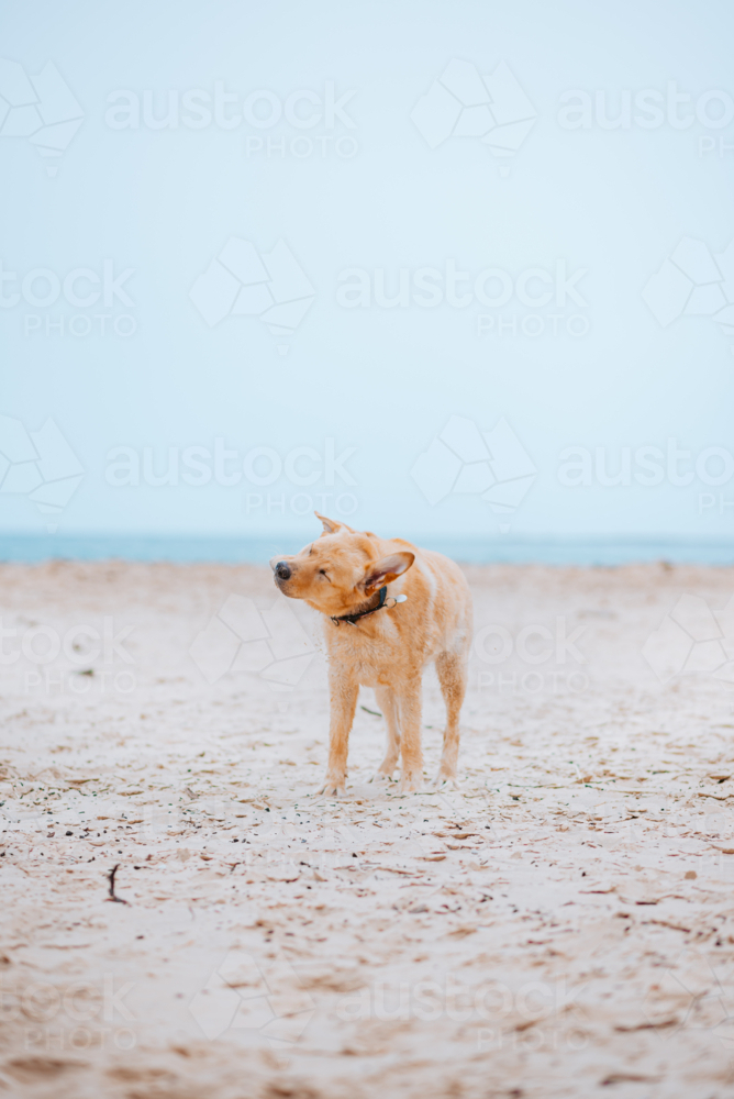A labrador dog on a beach setting during a sunny day - Australian Stock Image