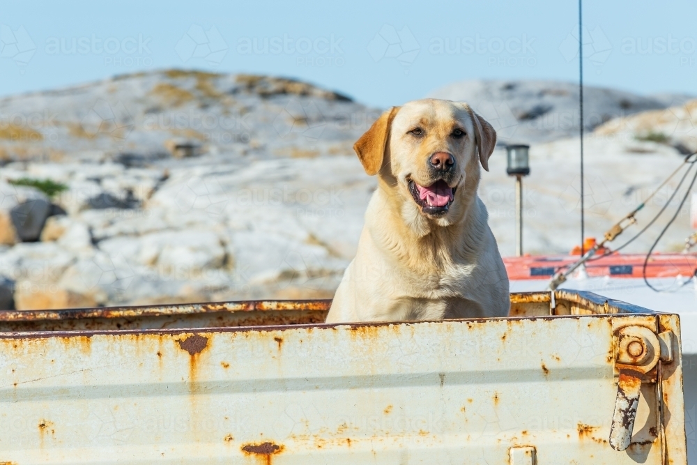 A labrador sitting in the back of a rusty ute tray - Australian Stock Image