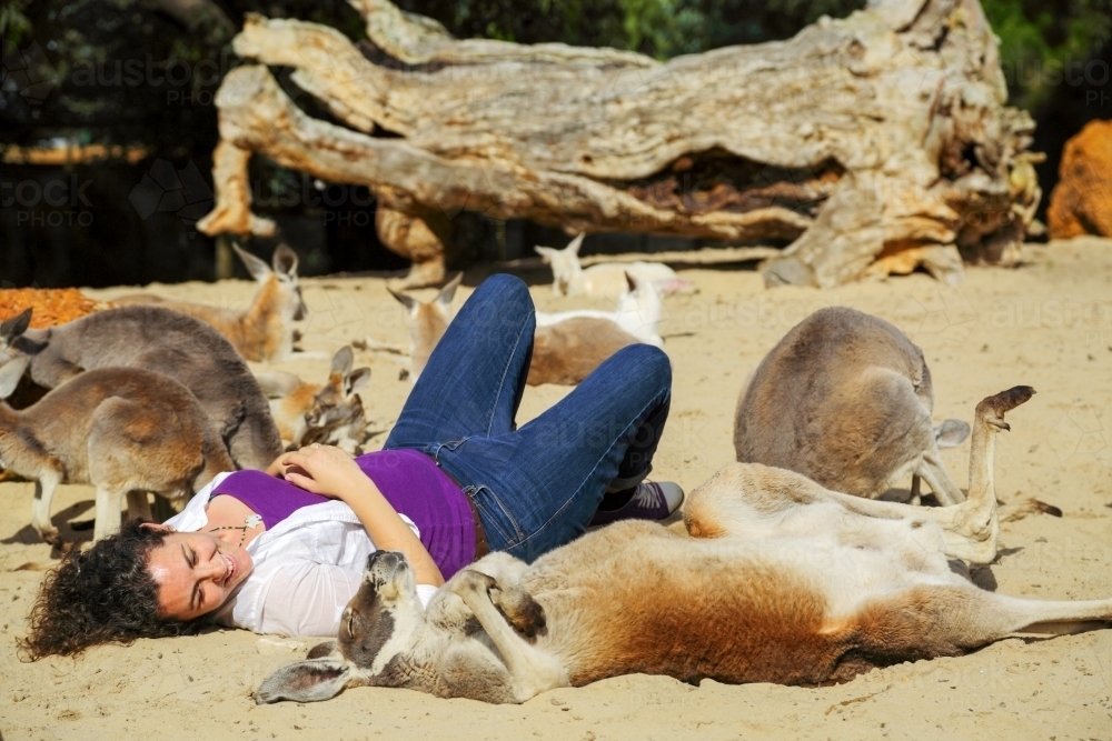 A lady in her thirties mimics and lays down among resting kangaroos. - Australian Stock Image