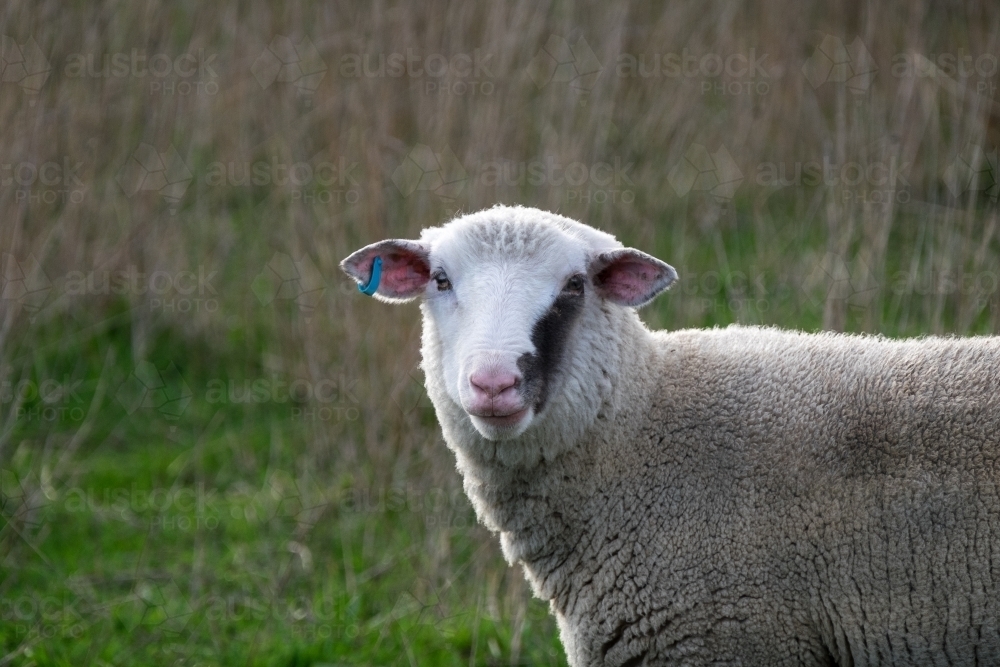 A lamb with two colours on its face stands in the paddock - Australian Stock Image