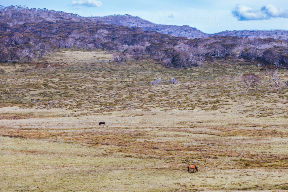 A landscape view with wild brumbies on the Cascade Hut Trail near Dead Horse Gap and Thredbo - Australian Stock Image
