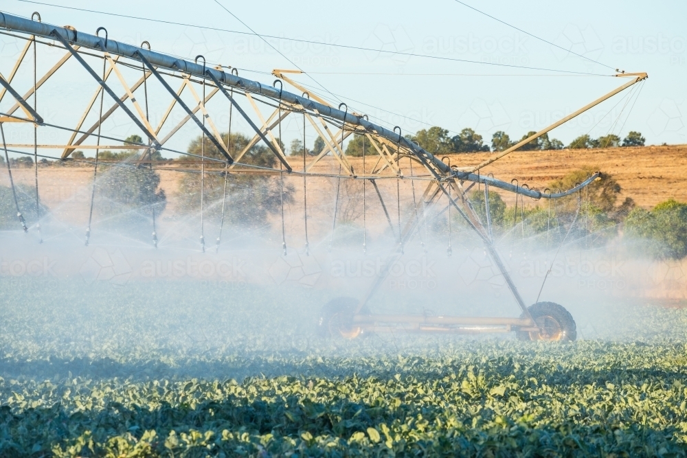 A large agricultural sprinkler watering vegetables in a paddock - Australian Stock Image