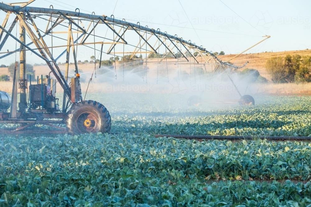 A large agricultural sprinkler watering vegetables in a paddock - Australian Stock Image