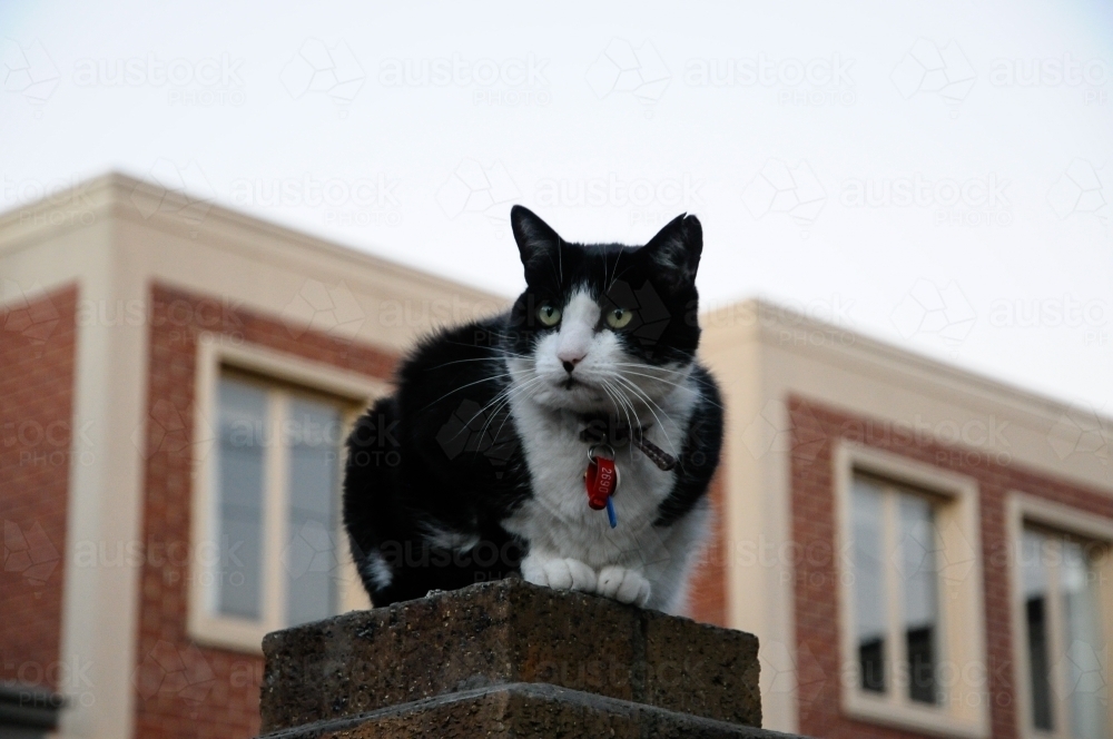 A large black and white cat sits on top of a pillar - Australian Stock Image