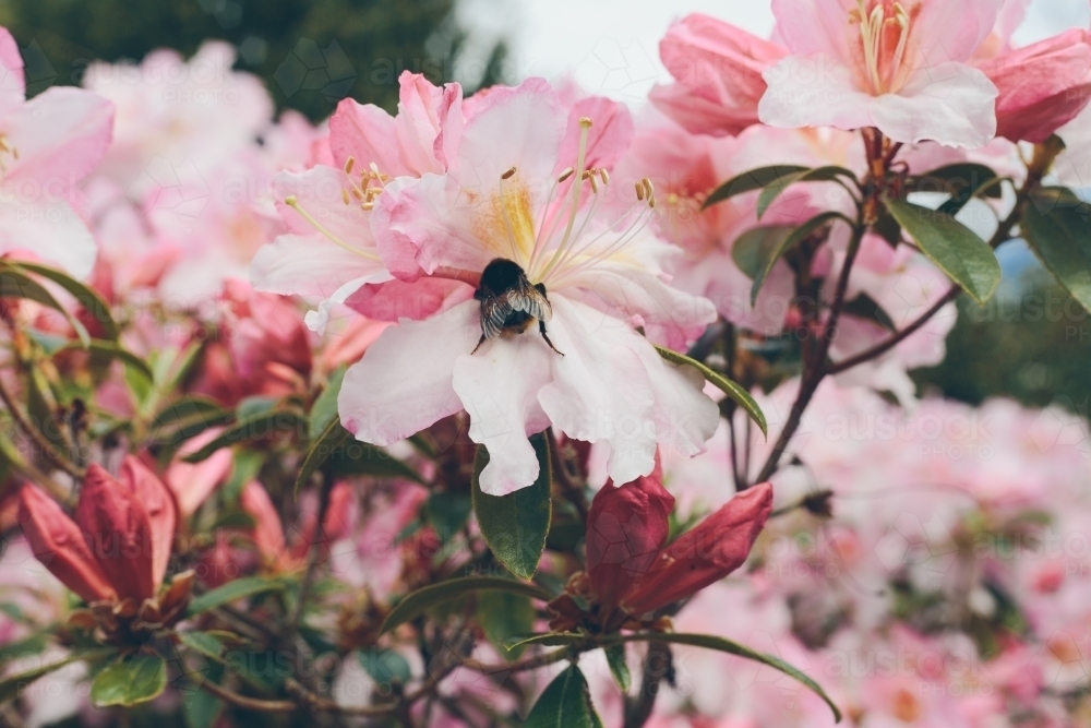 A large bumblebee on a light pink rhododendron flower - Australian Stock Image