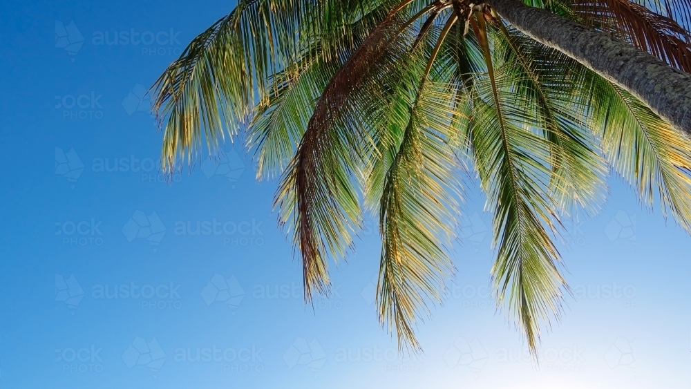 A large coconut palm against  a blue sky backdrop - Australian Stock Image