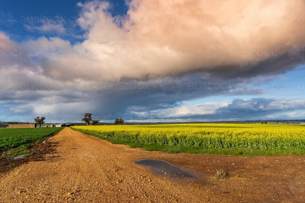 A large colourful cloud formation over a yellow canola crop - Australian Stock Image