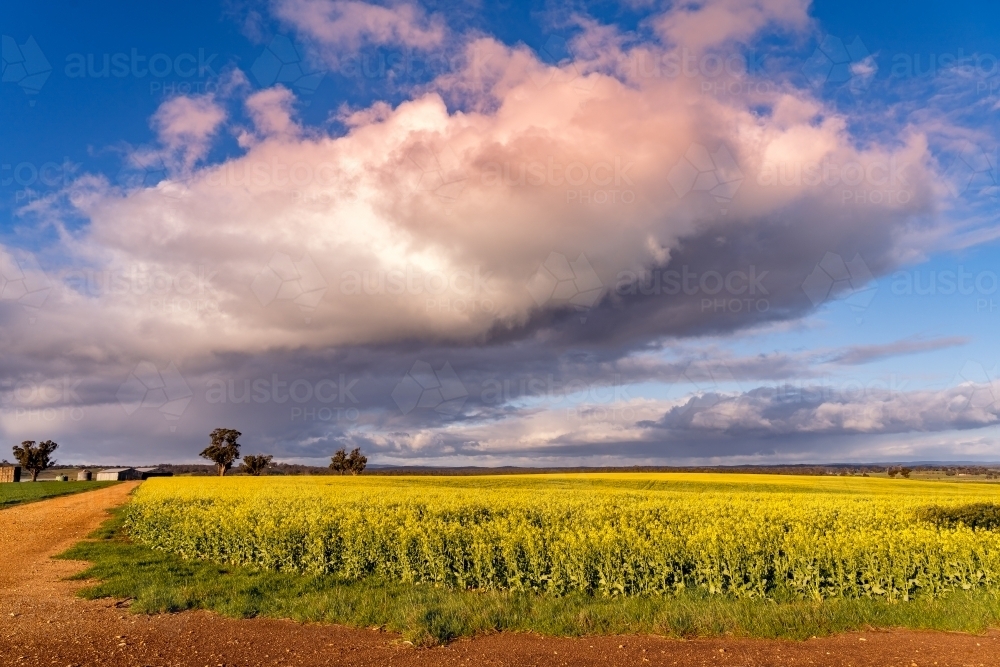 A large colourful cloud formation over a yellow canola crop - Australian Stock Image